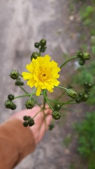 Crepis tectorum