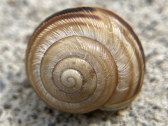 Caucasotachea vindobonensis