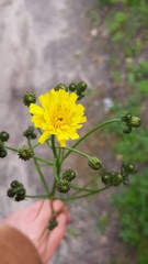 Crepis tectorum