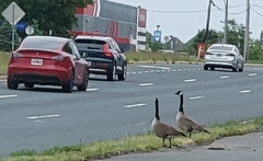 Branta canadensis