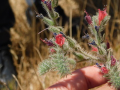 Echium angustifolium