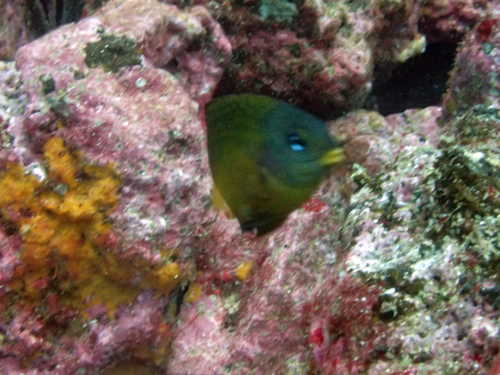 Galapagos gregory (Stegastes arcifrons) — Pomacentridae — 4
