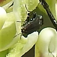 Agrilaxia