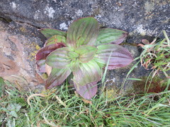 Plantago subnuda