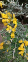 Genista canariensis image