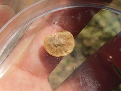 Anthyllis circinnata