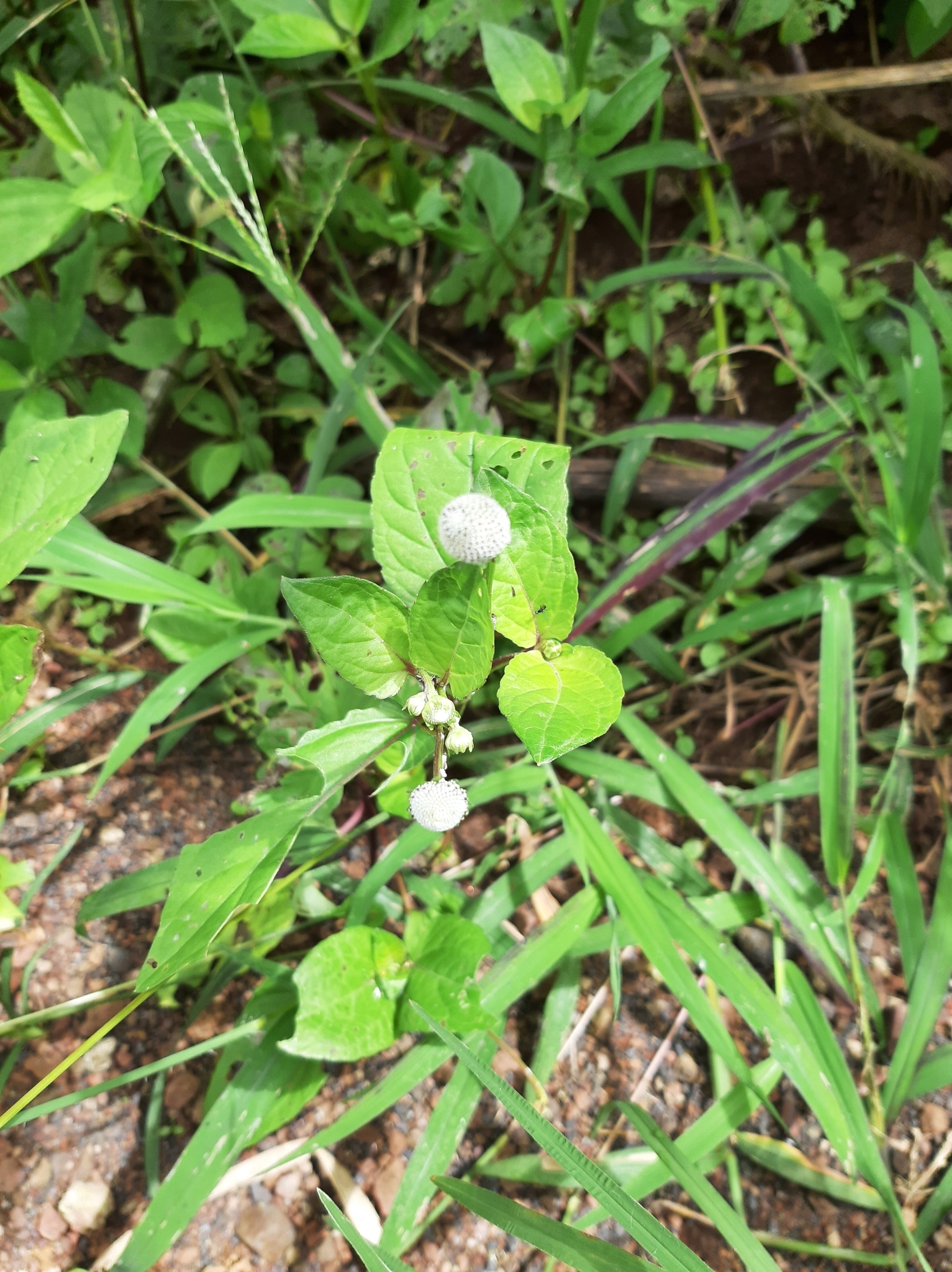 Acmella radicans image