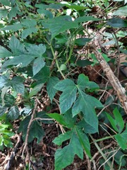Valeriana scandens