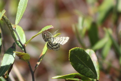 Epelis truncataria