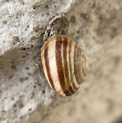 Caucasotachea vindobonensis