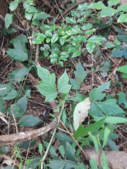 Valeriana scandens
