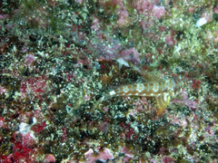 Lepidonectes corallicola