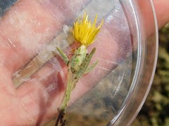 Centaurea procurrens