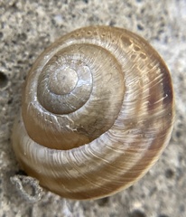 Caucasotachea vindobonensis