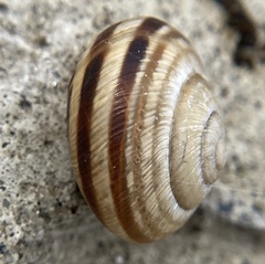 Caucasotachea vindobonensis