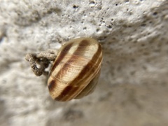 Caucasotachea vindobonensis