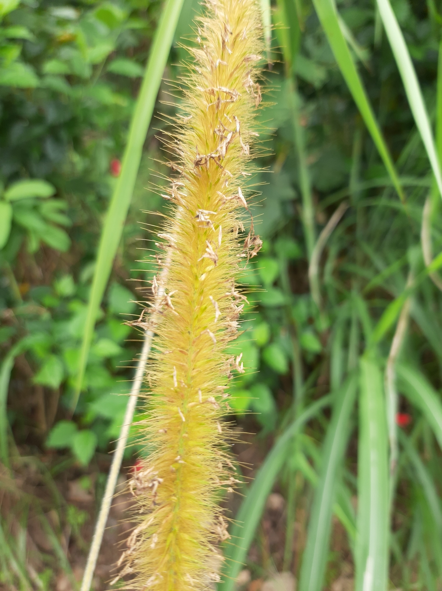 Cenchrus purpureus image