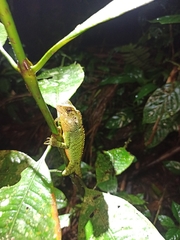 Enyalioides