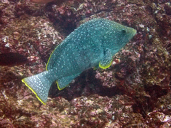 Dermatolepis dermatolepis