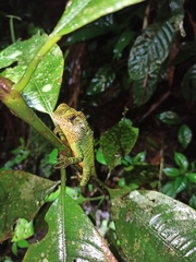 Enyalioides