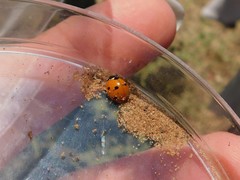 Coccinella septempunctata