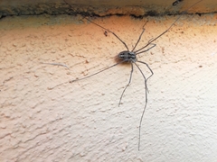 Phalangiinae