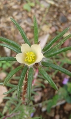 Portulaca elatior