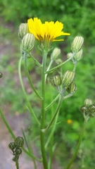 Crepis tectorum
