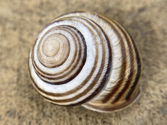 Caucasotachea vindobonensis