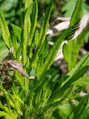 Polymerus venaticus
