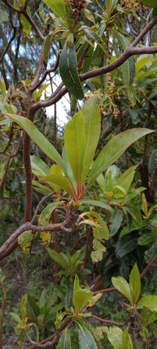 Arbutus image