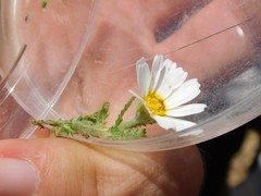 Cladanthus mixtus