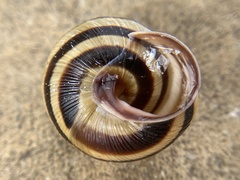 Caucasotachea vindobonensis