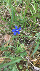 Gentiana verna