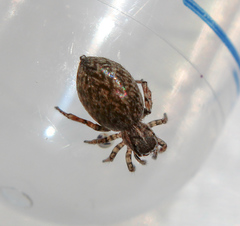 Attinella dorsata