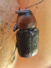 Cryptocephalus sanguinicollis