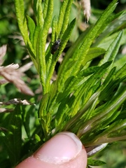 Polymerus venaticus