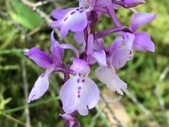 Orchis olbiensis