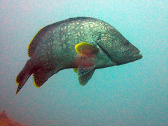 Dermatolepis dermatolepis