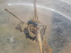 Aelurillus politiventris