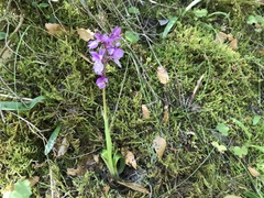 Orchis olbiensis