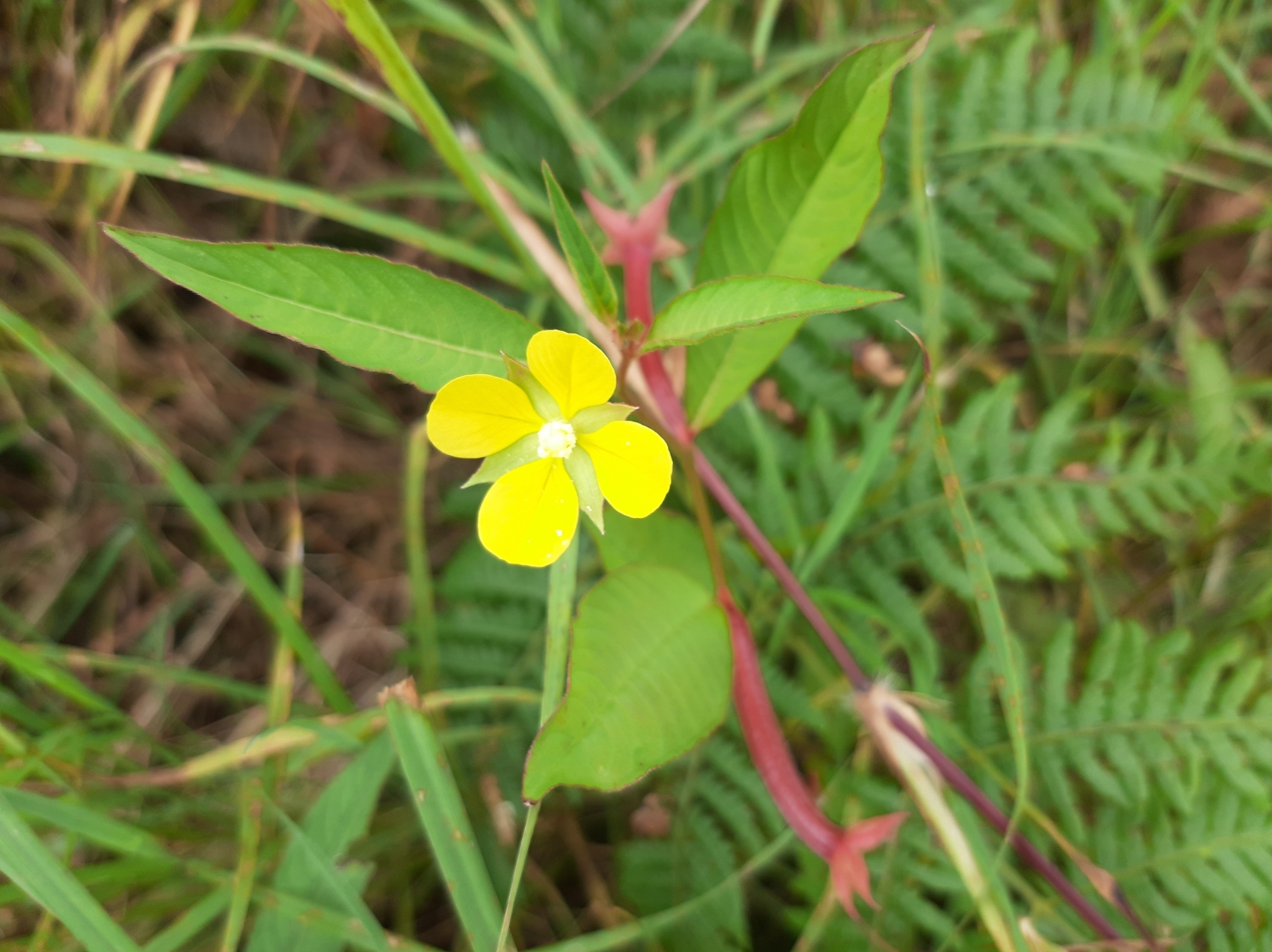 Ludwigia octovalvis image