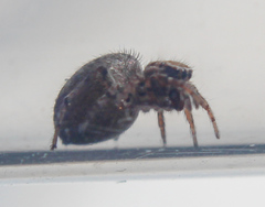 Attinella dorsata