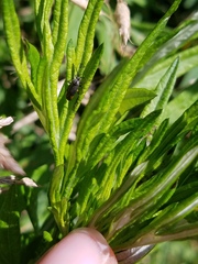 Polymerus venaticus