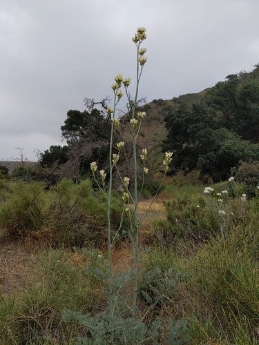 Image of Ehrendorferia ochroleuca by no rights reserved