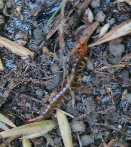 Scolopendridae