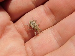 Coniocleonus excoriatus