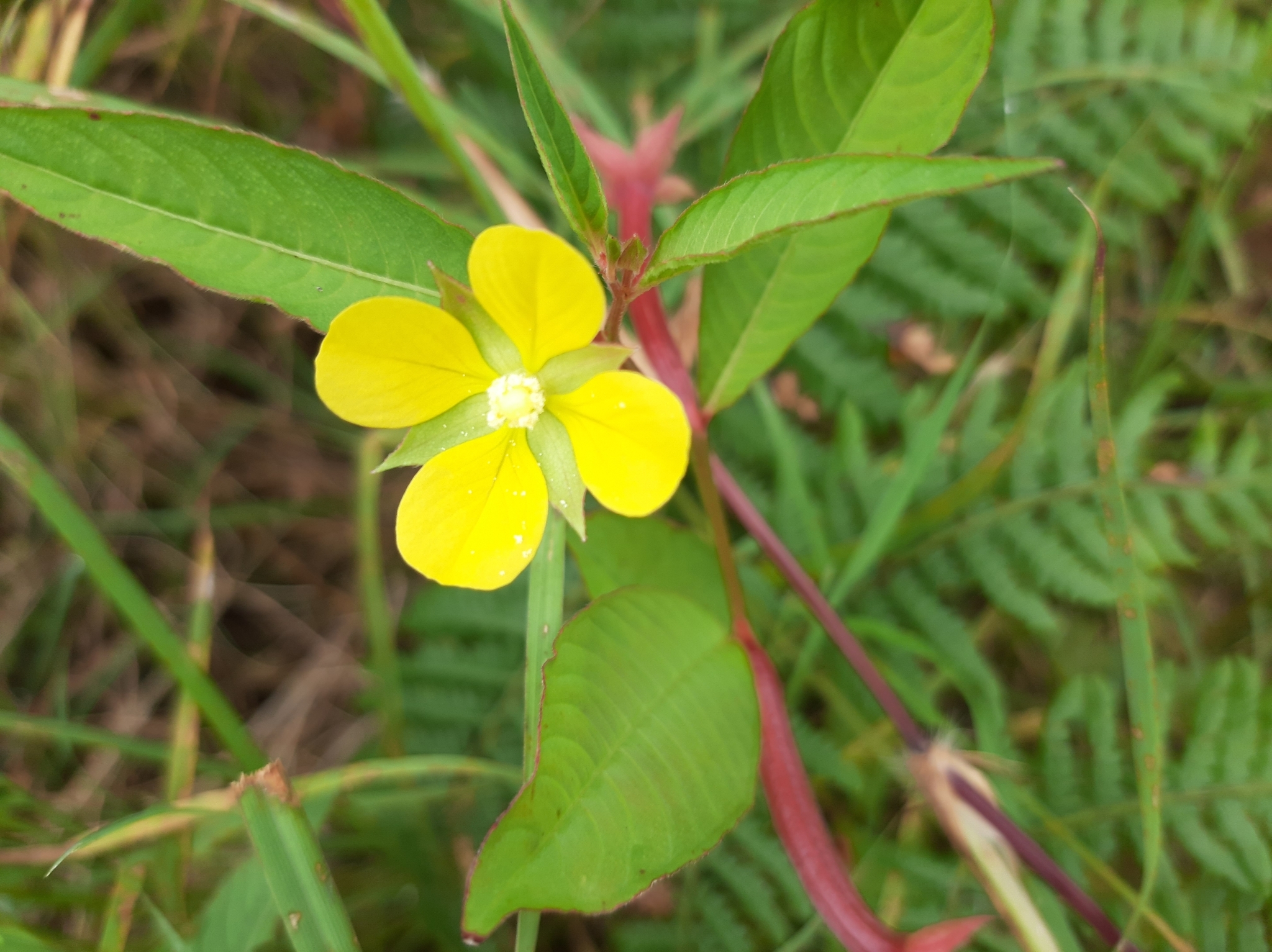 Ludwigia octovalvis image