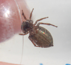 Attinella dorsata