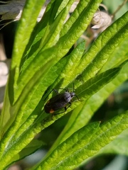 Polymerus venaticus